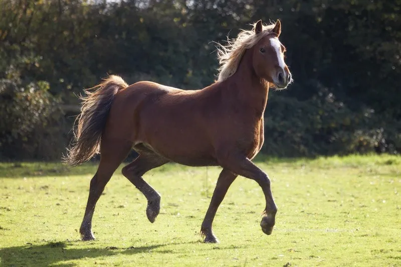 PEMF for horse PEMF for horse